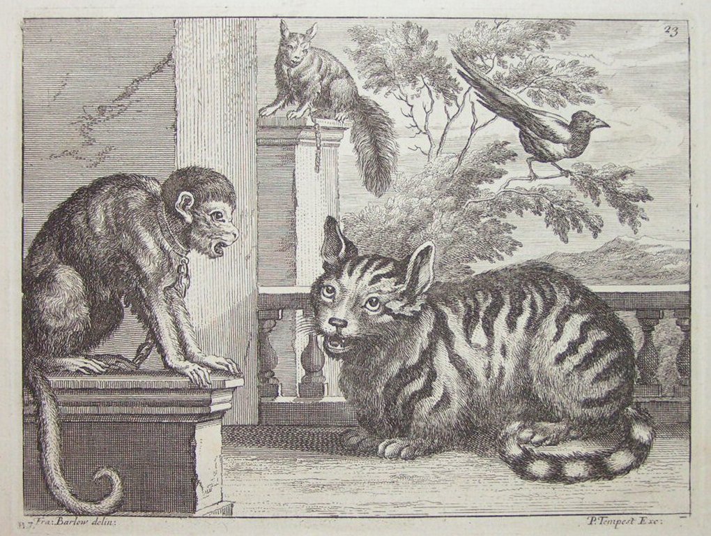 Etching - (Cat, monkey, squirrel & bird) - Griffier